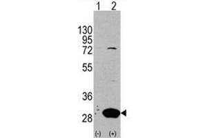 Image no. 1 for anti-Latexin (LXN) (Middle Region) antibody (ABIN356976) (Latexin Antikörper  (Middle Region))