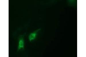 Image no. 1 for anti-Chromosome 2 Open Reading Frame 62 (C2orf62) antibody (ABIN1497052) (C2orf62 Antikörper)