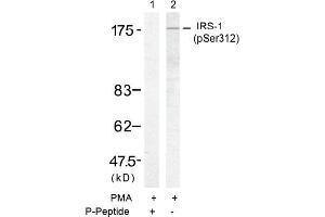 Image no. 1 for anti-Insulin Receptor Substrate 1 (IRS1) (pSer312) antibody (ABIN196859) (IRS1 Antikörper  (pSer312))