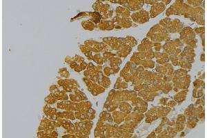 ABIN6273833 at 1/100 staining Human pancreas tissue by IHC-P. (Kallikrein 12 Antikörper  (Internal Region))