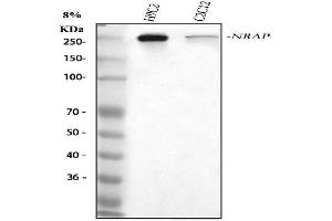 anti-Nebulin Related Anchoring Protein (NRAP) (AA 1-1513) antibody