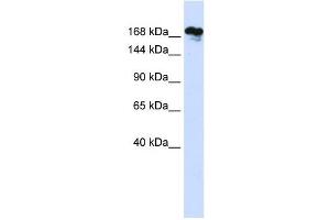 RSF1 antibody used at 1 ug/ml to detect target protein. (RSF1 Antikörper  (Middle Region))