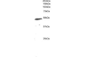 ABIN184583 staining (0. (NCF1 Antikörper  (C-Term))