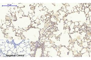 Immunohistochemical analysis of paraffin-embedded rat lung tissue. (MEK1/2 Antikörper)