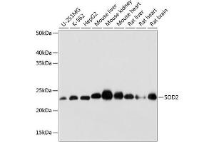 Western blot analysis of extracts of various cell lines, using SOD2 antibody (ABIN7270638) at 1:1000 dilution. (SOD2 Antikörper)
