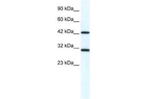Western Blotting (WB) image for anti-DEAD (Asp-Glu-Ala-Asp) Box Polypeptide 39A (DDX39) antibody (ABIN2461346) (DDX39 Antikörper)