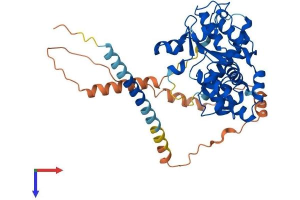 CHST9 Protein (AA 1-443) (His tag)