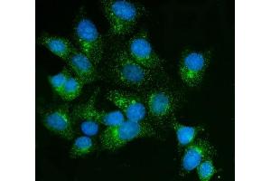 IF analysis of FKBP135/FKBP15 using anti-FKBP135/FKBP15 antibody (ABIN7600397). (FKBP15 Antikörper  (AA 19-1210))
