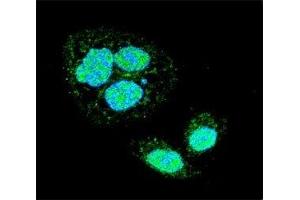 Immunofluorescence (IF) image for anti-Heat Shock Factor Protein 1 (HSF1) (AA 278-309), (Sumoylation Site) antibody (ABIN3031161)