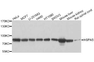Western blot analysis of extracts of various cell lines, using HSPA5 antibody.