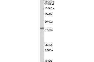 ABIN5539902 (0. (PDLIM2 Antikörper  (Internal Region))