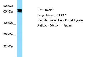 WB Suggested Anti-KHSRP Antibody Titration:  0.