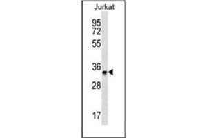 Western blot analysis of OR2G6 Antibody (N-term) in Jurkat cell line lysates (35ug/lane). (OR2G6 Antikörper  (N-Term))