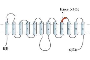 Solute Carrier Family 2 (Facilitated Glucose Transporter) Member 8 (SLC2A8) peptide