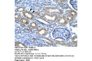 Human kidney (CDK7 Antikörper  (C-Term))