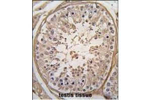 Formalin-fixed and paraffin-embedded human testis tissue reacted with PGK2 Antibody (N-term) (ABIN391251 and ABIN2841311) , which was peroxidase-conjugated to the secondary antibody, followed by DAB staining. (PGK2 Antikörper  (N-Term))