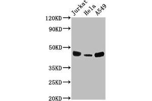 Western Blotting (WB) image for anti-Major Histocompatibility Complex Class I C (HLA-C) (AA 25-308) antibody (ABIN7155625)