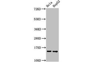 Western Blot Positive WB detected in: Hela whole cell lysate, HepG2 whole cell lysate All lanes: IFITM3 antibody at 2. (IFITM3 Antikörper  (AA 1-57))
