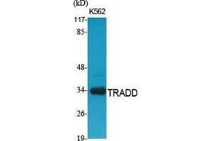 Western Blot (WB) analysis of specific cells using TRADD Polyclonal Antibody. (TRADD Antikörper  (C-Term))
