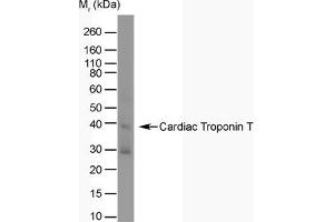 Western Blotting (WB) image for anti-Cardiac Troponin T (cTnT) antibody (ABIN180977) (Cardiac Troponin T2 Antikörper)