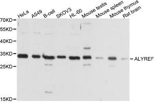 Western blot analysis of extracts of various cell lines, using ALYREF antibody.