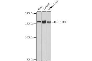 Western blot analysis of extracts of various cell lines, using REST/NRSF Rabbit mAb (ABIN7269883) at 1:1000 dilution. (REST Antikörper)