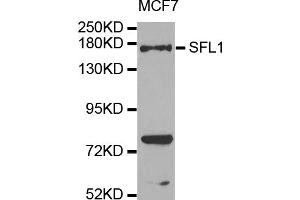 Western blot analysis of extracts of MCF-7 cells, using SFI1 antibody (ABIN5974566) at 1/1000 dilution. (SFI1 Antikörper)