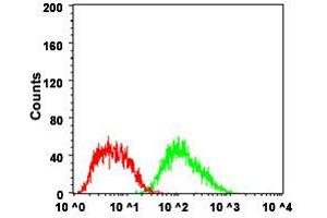 Flow Cytometry analysis of HepG2 cells with FTL monoclonal antibody, clone 6E10E4  at 1:200-1:400 dilution (Green) and negative control (Red). (FTL Antikörper)