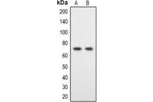 Western blot analysis of DYRK1B expression in Hela (A), HT1080 (B) whole cell lysates.