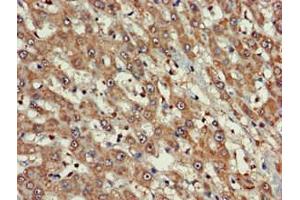Immunohistochemistry (IHC) image for anti-FERM, RhoGEF (ARHGEF) and Pleckstrin Domain Protein 1 (Chondrocyte-Derived) (FARP1) (AA 1-300) antibody (ABIN7152690)