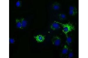 Anti-HIBCH mouse monoclonal antibody (ABIN2453122) immunofluorescent staining of COS7 cells transiently transfected by pCMV6-ENTRY HIBCH (RC209814). (HIBCH Antikörper)