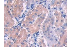 Detection of UMODL1 in Mouse Kidney Tissue using Polyclonal Antibody to Uromodulin Like Protein 1 (UMODL1) (UMODL1 Antikörper  (AA 34-306))