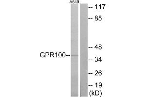 Western blot analysis of extracts from A549 cells, using GPR100 antibody. (RXFP4 Antikörper  (C-Term))