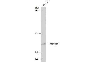 WB Image Nidogen antibody detects Nidogen protein by western blot analysis. (Nidogen 1 Antikörper)
