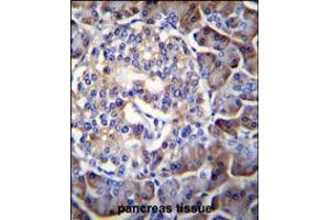 HIP1R Antibody immunohistochemistry analysis in formalin fixed and paraffin embedded human pancreas tissue followed by peroxidase conjugation of the secondary antibody and DAB staining. (HIP1 Antikörper  (N-Term))