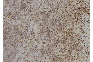 ABIN6277191 at 1/100 staining Rat spleen tissue by IHC-P. (Histone 3 Antikörper  (N-Term))
