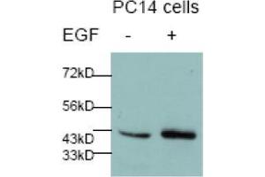 Image no. 2 for anti-Jun Proto-Oncogene (JUN) (pSer73) antibody (ABIN196613) (C-JUN Antikörper  (pSer73))