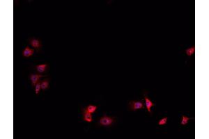 ABIN6267058 staining HeLa cells by IF/ICC. (HIF1A Antikörper  (Internal Region))