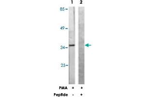 Western blot analysis of extracts from Jurkat cells, treated with PMA (125 ng/mL, 30 mins), using PEA15 polyclonal antibody . (PEA15 Antikörper  (Ser116))