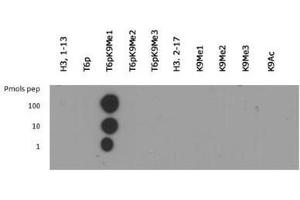 Dot Blot (DB) image for anti-Histone 3 (H3) (H3K9me), (pThr6) antibody (ABIN5706784)