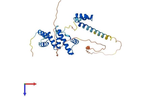 SIX Homeobox 1 Protein (SIX1) (AA 1-284) (His tag)