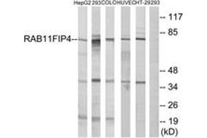 Western blot analysis of extracts from 293/COLO/HuvEc/HepG2/HT-29 cells, using RAB11FIP4 Antibody. (RAB11FIP4 Antikörper  (AA 452-501))