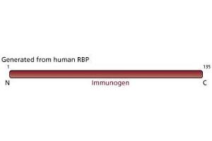 Image no. 3 for anti-Retinol Binding Protein 4, Plasma (RBP4) (AA 1-135) antibody (ABIN967847) (RBP4 Antikörper  (AA 1-135))