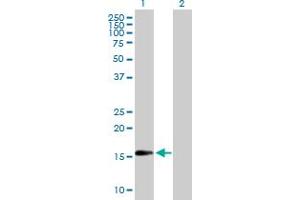 Western Blot analysis of TSC22D1 expression in transfected 293T cell line by TSC22D1 MaxPab polyclonal antibody. (TSC22D1 Antikörper  (AA 1-144))