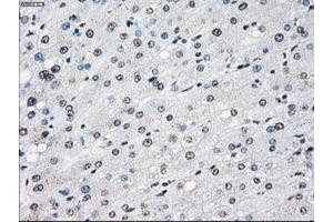 Image no. 1 for anti-P450 (Cytochrome) Oxidoreductase (POR) antibody (ABIN1497746) (POR Antikörper)