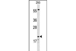 Western blot analysis of CLDN8 Antibody (Center) (ABIN653170 and ABIN2842734) in 293 cell line lysates (35 μg/lane). (CLDN8 Antikörper  (AA 140-166))