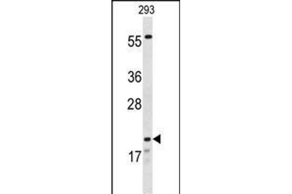 CLDN8 antibody  (AA 140-166)
