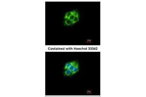 Immunofluorescence (IF) image for anti-4-Aminobutyrate Aminotransferase (ABAT) antibody (ABIN2854765)