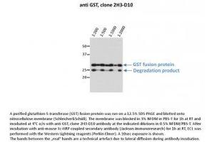 Image no. 1 for anti-Glutathione S Transferase (GST) antibody (ABIN1042595)