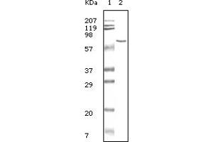 Western Blotting (WB) image for anti-Bovine Serum Albumin (BSA) antibody (ABIN2464022) (BSA Antikörper)